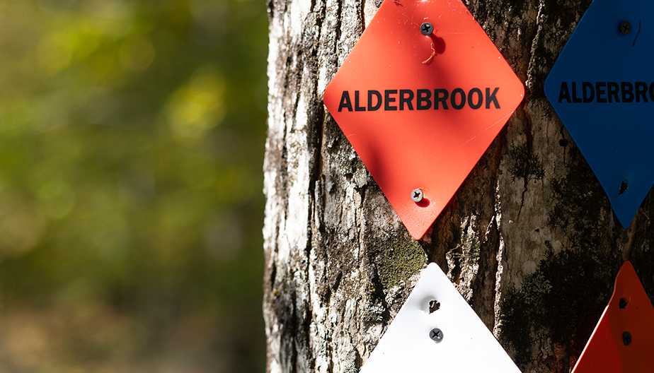 A tree trunk is adorned with various colored diamond-shaped trail markers. At least two of the markers, one red and one blue, have the word "ALDERBROOK" on them. The background is a blurred, sunlit forest.